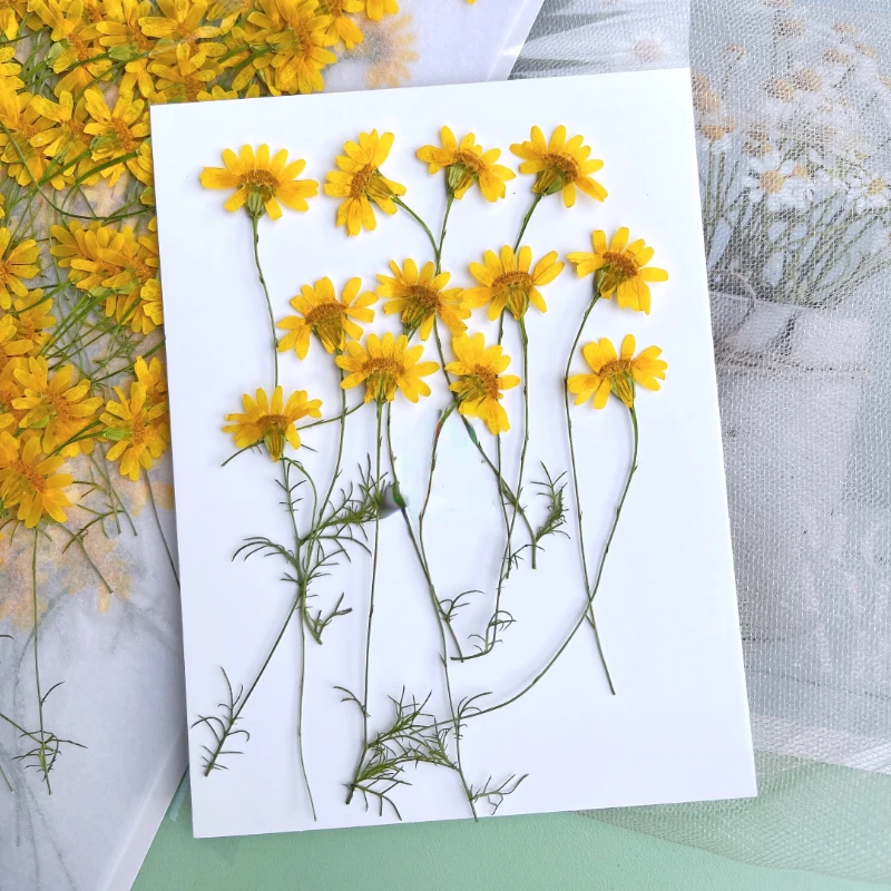 6-10cm/24pcs,Nature Pressed Ch - Nail Art Natural review and price