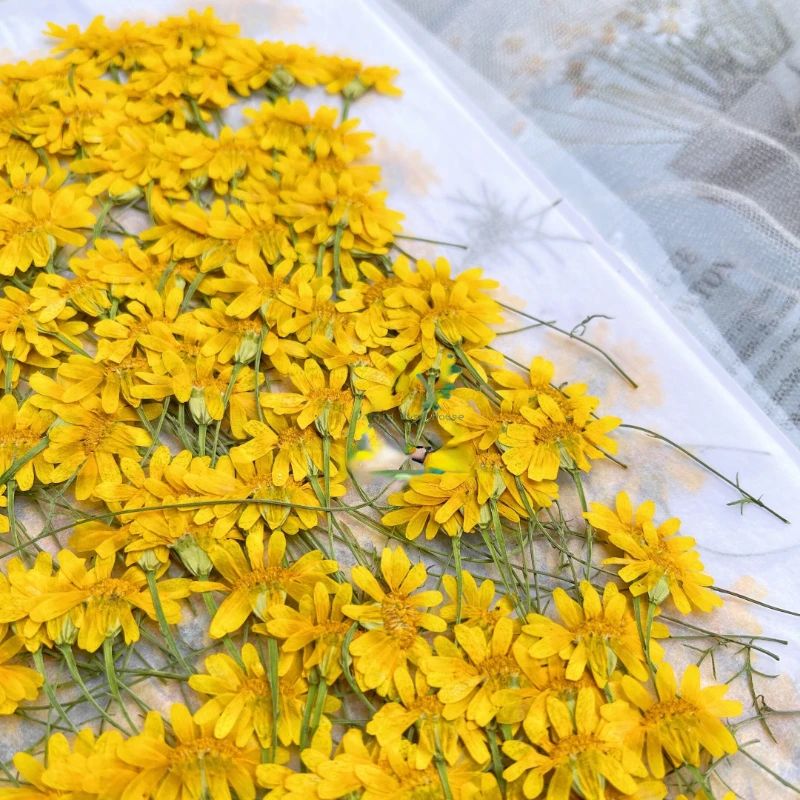 6-10cm/24pcs,Nature Pressed Ch - Nail Art Natural review and price