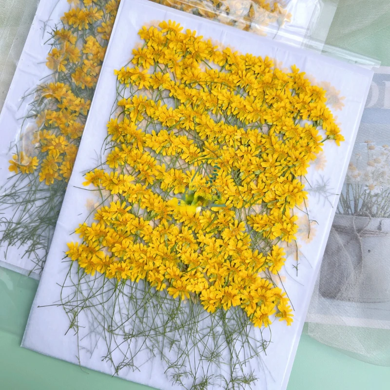 6-10cm/24pcs,Nature Pressed Ch - Nail Art Natural review and price